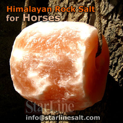 Horse Salt Licks